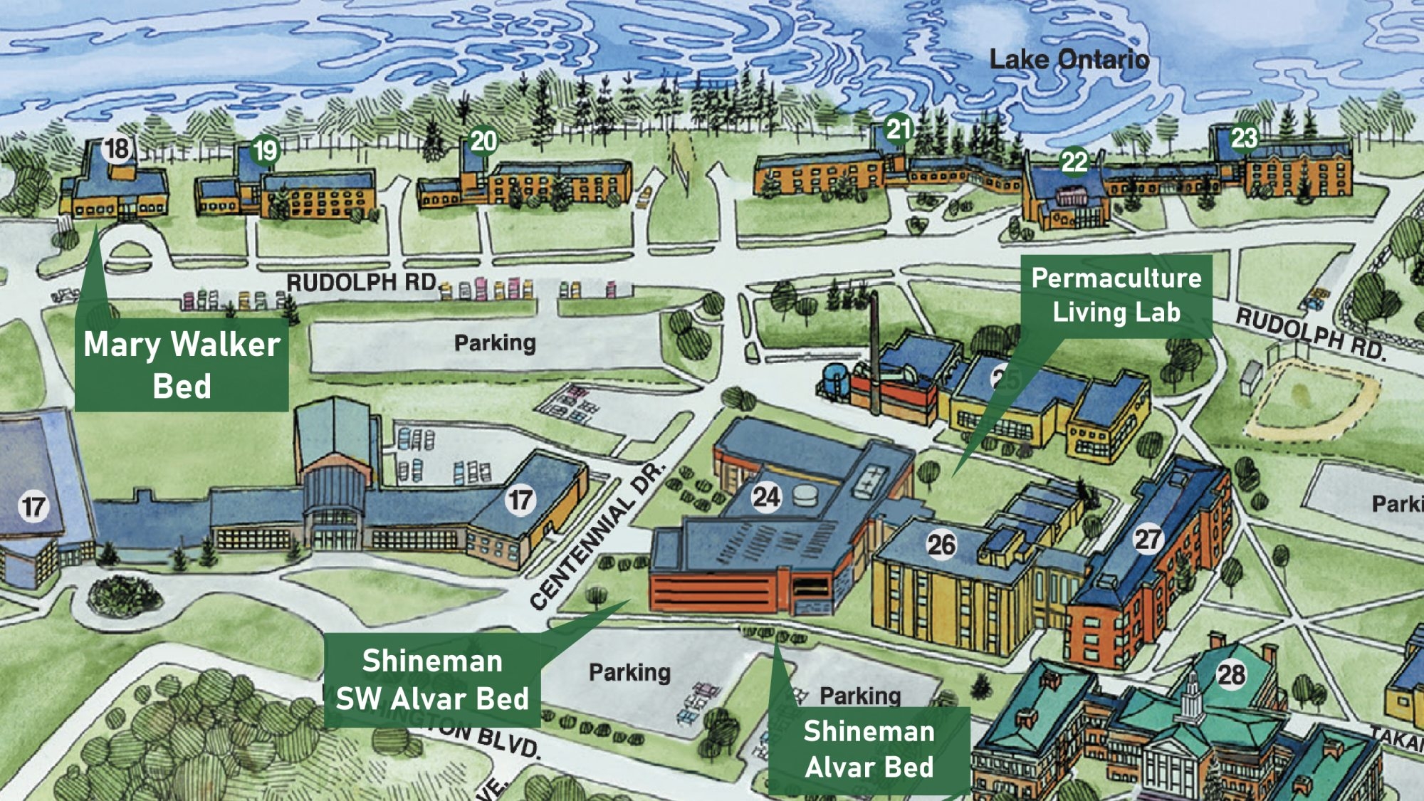 Tree Campus Bee Campus USA SUNY Oswego